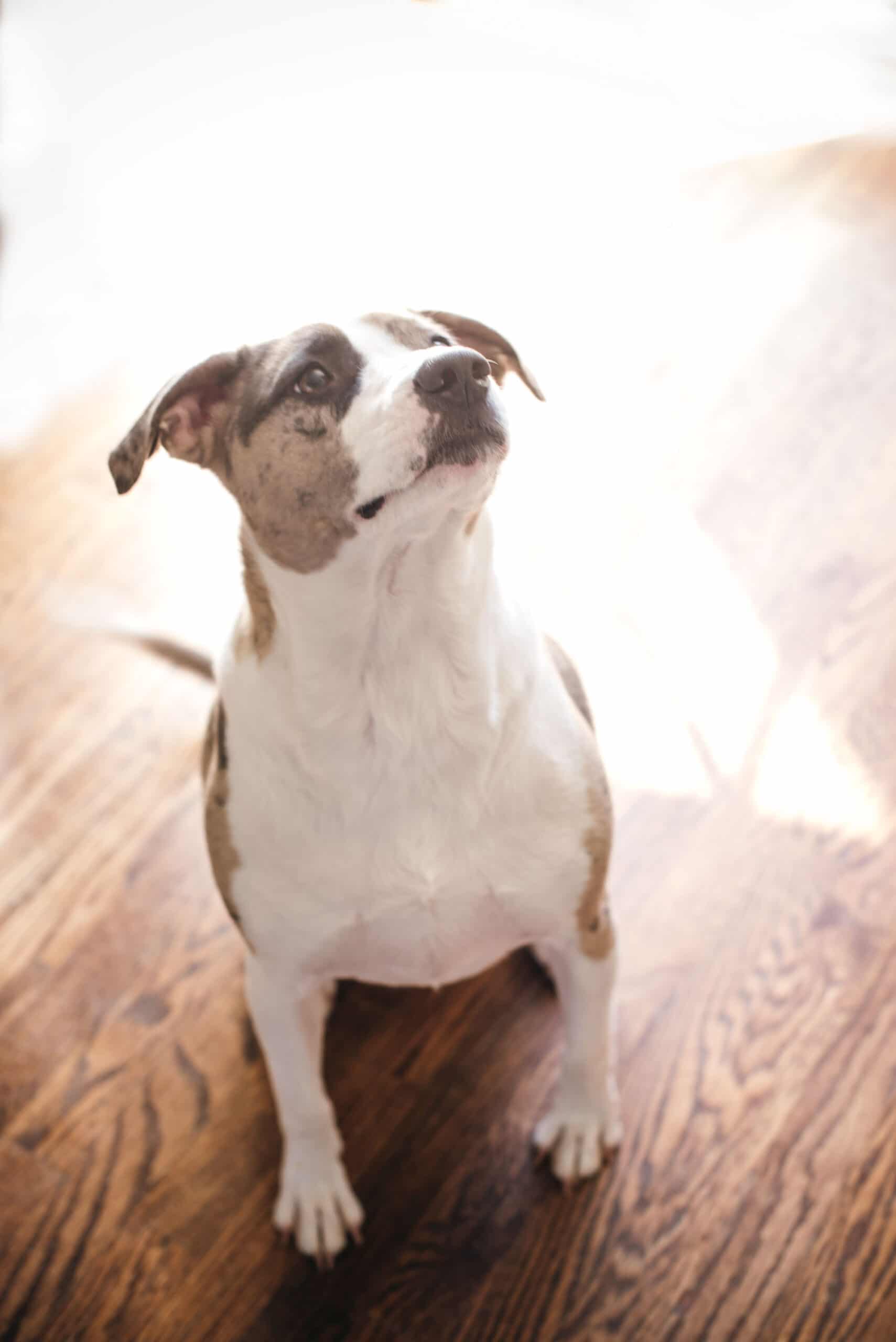 Bijou waiting for her food