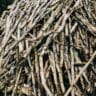 History of Sugar cane - raw sugar cane in the field